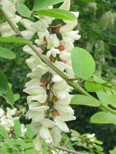 Robinia pseudoacacia