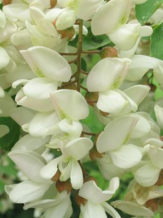 Robinia pseudoacacia fiori