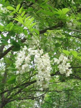 Robinia pseudoacacia in gruppo