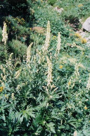 Aconitum Lamarckii