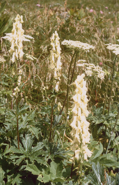 Aconitum Lamarckii