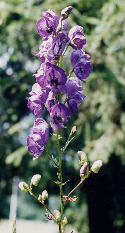 Aconitum Napellus