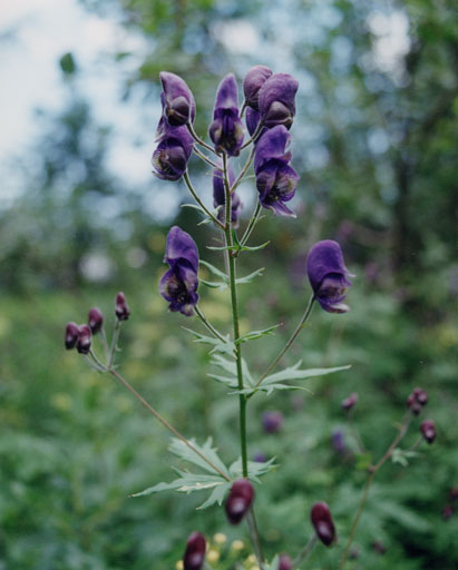 Aconitum Paniculatum