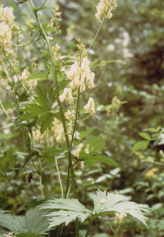 Aconitum Paniculatum