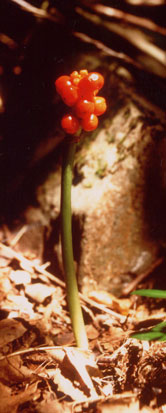 Arum Maculatum