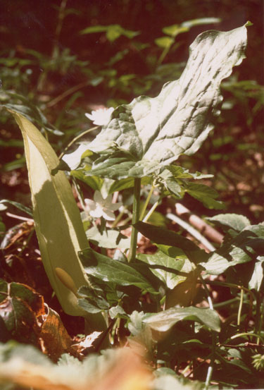 Arum Maculatum