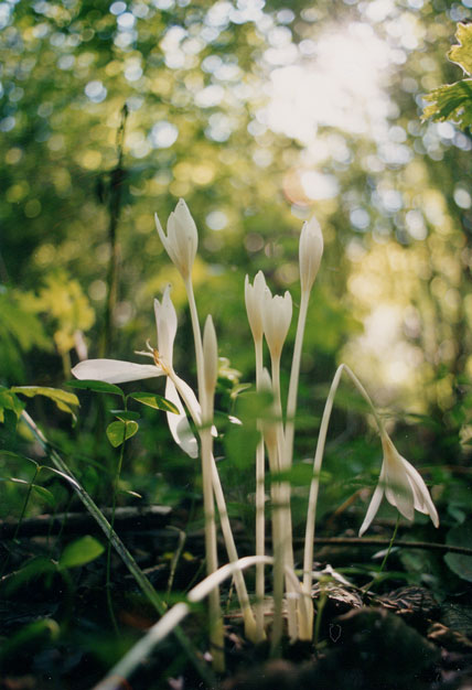 Colchicum Autumnale