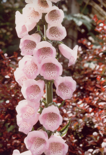 Digitale gialla Digitalis grandiflora