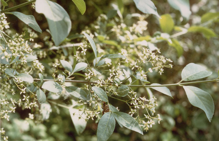 Euonymus europaeus