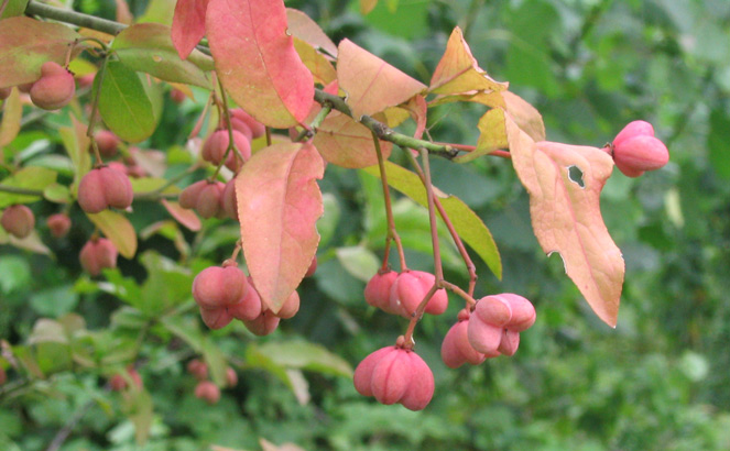 Euonymus europaeus, frutti