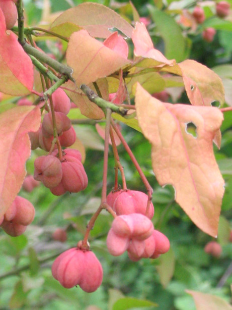 Euonymus europaeus, frutti (II)