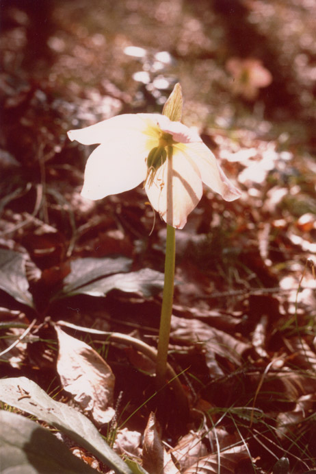 Helleborus Niger