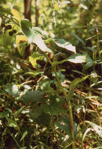 polygonatum multiflorum: pianta con frutti.