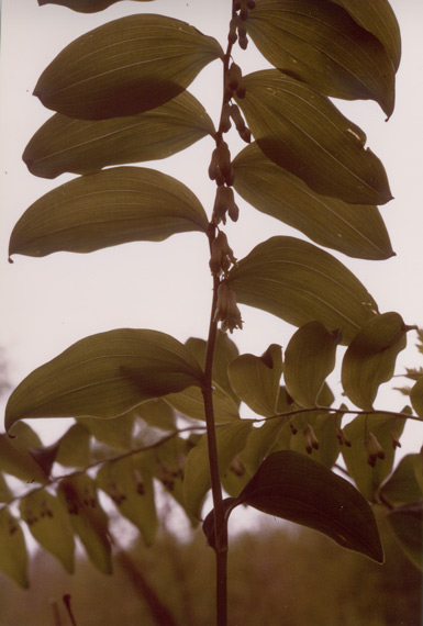 Polygonatum Multiflorum: fiori.