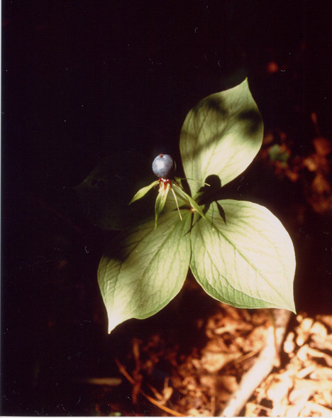 Paris Quadrifolia