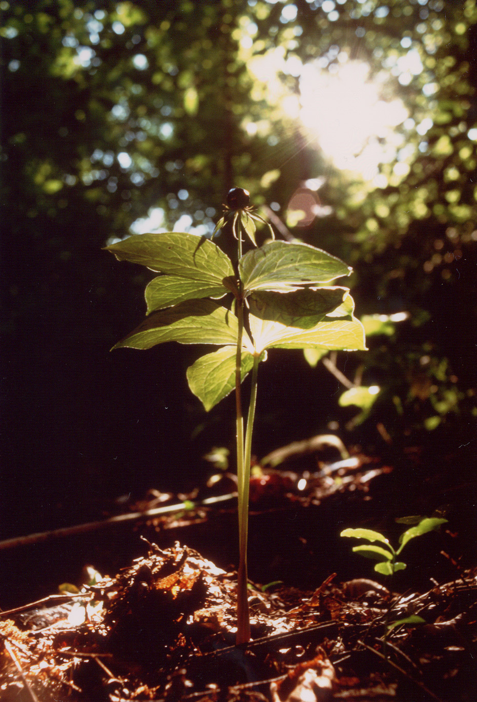 Paris Quadrifolia, pianta con bacca