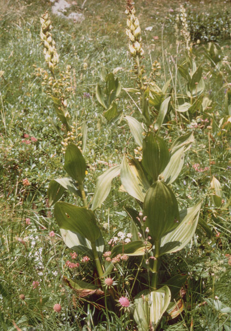 Veratrum Album
