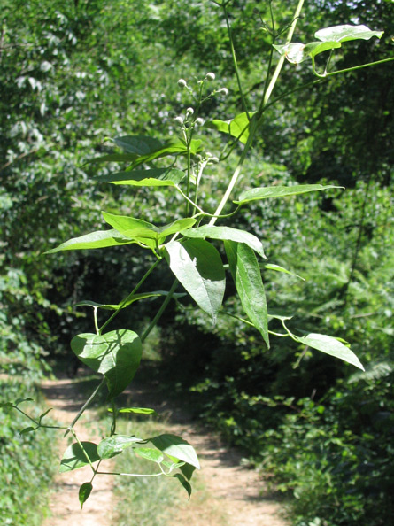 Clematis Vitalba