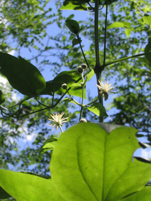 Clematis vitalba