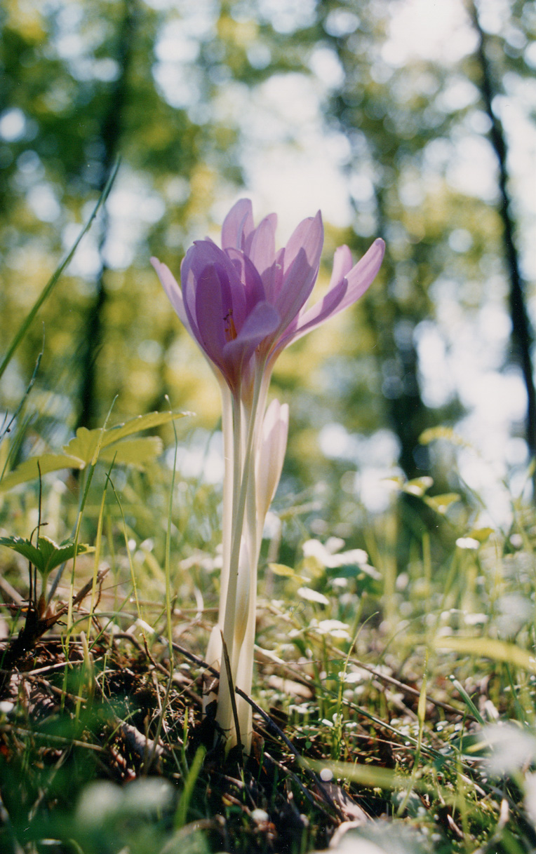 Colchicum-autumnale-(III)-L.jpg (764×1218)