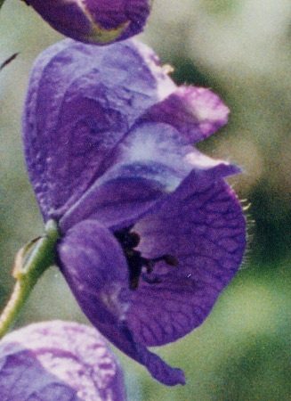 Aconitum Napellus