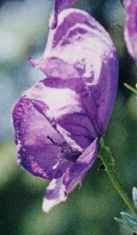 Aconitum Napellus