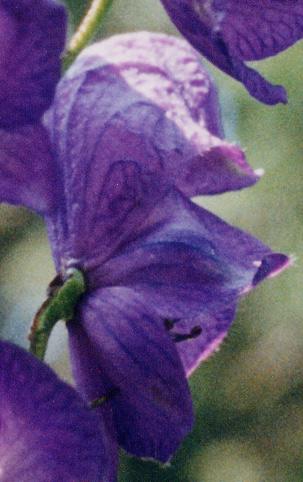 Aconitum Napellus